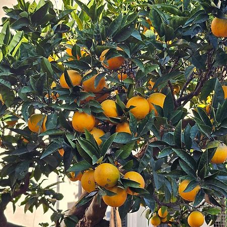 Cecchina L'Arancio B&B المظهر الخارجي الصورة