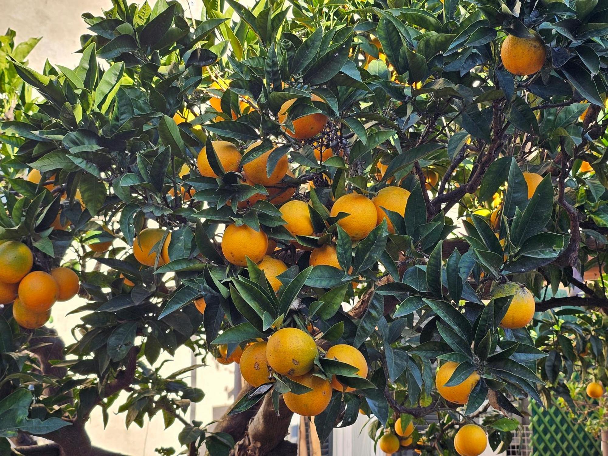Cecchina L'Arancio B&B المظهر الخارجي الصورة